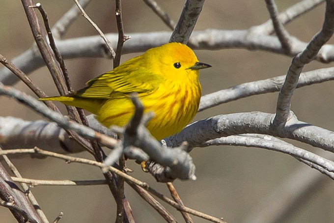 Yellow Warbler v2 cf 2015_43G1424