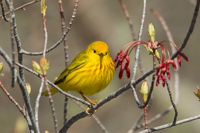 Yellow Warbler v2 cf 2015_43G1428