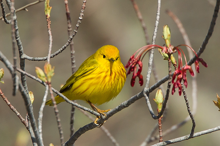 Yellow Warbler v2 cf 2015_43G1428