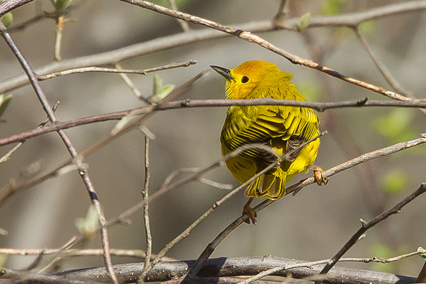 Yellow Warbler v2 cf_43G1410