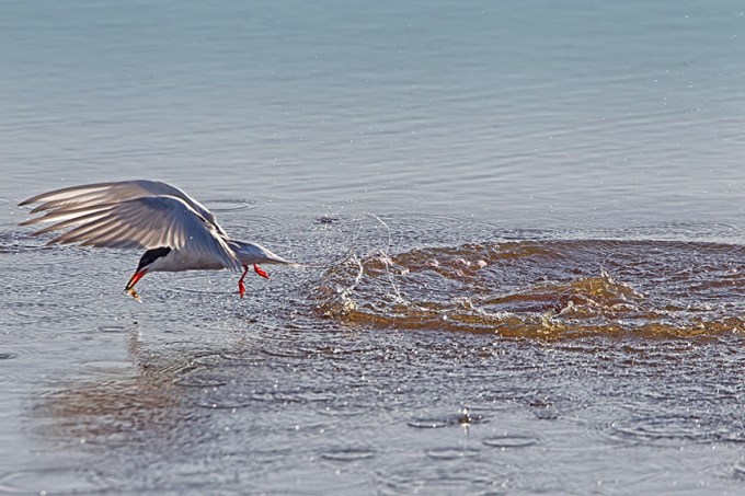 _43G0493 Brig Common Tern v3