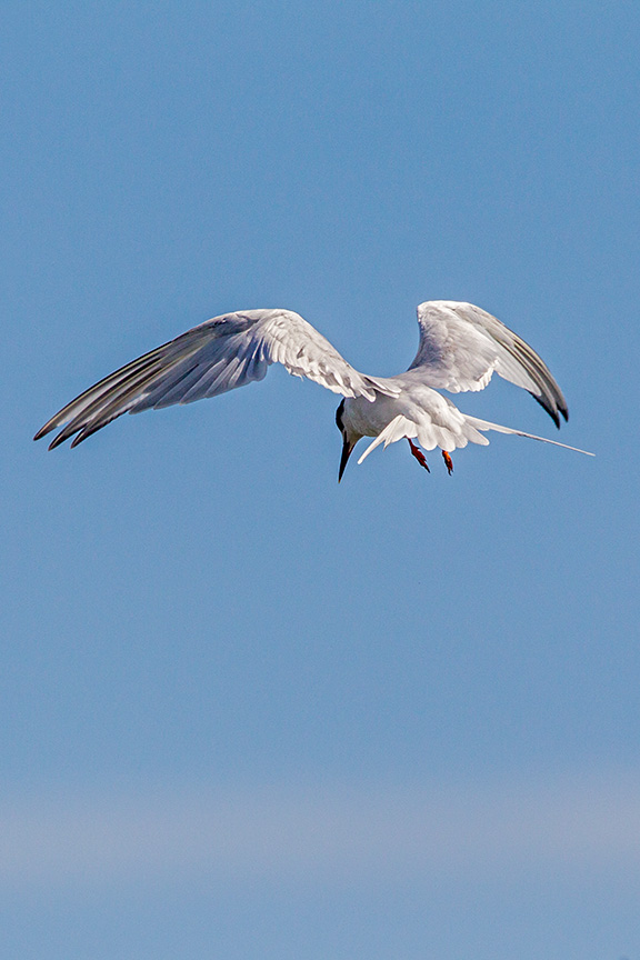 _43G6806 brig tern v2