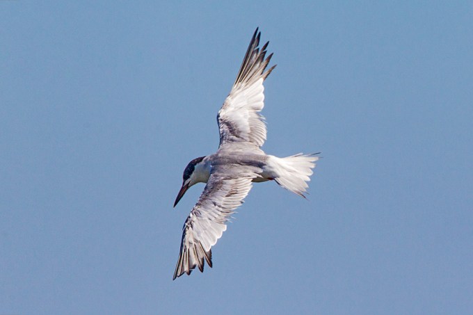 _43G6855 brig tern v2