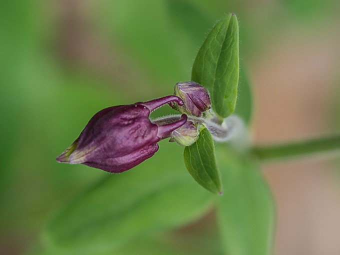 Columbine Bud v3_1320721