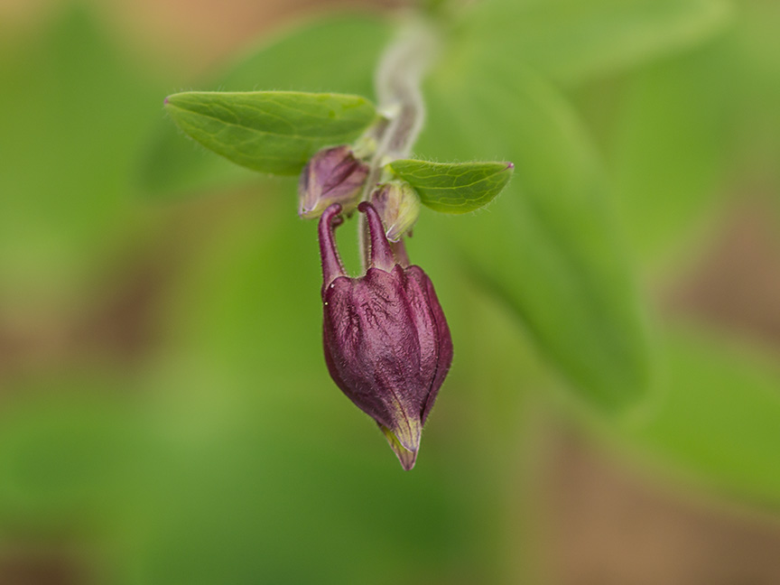 Columbine_Bud_v1 1320692