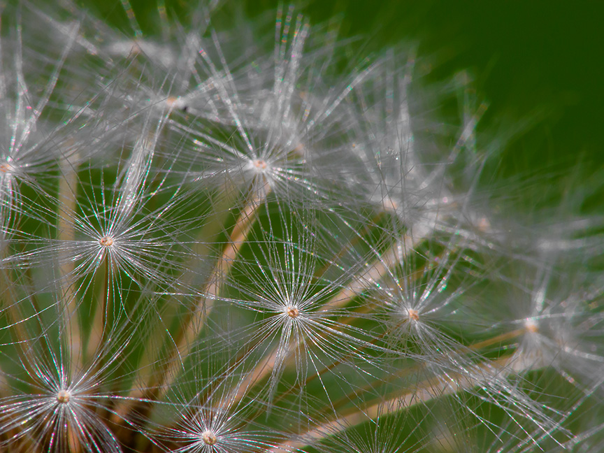 Dandelion v1_1310355 no stack