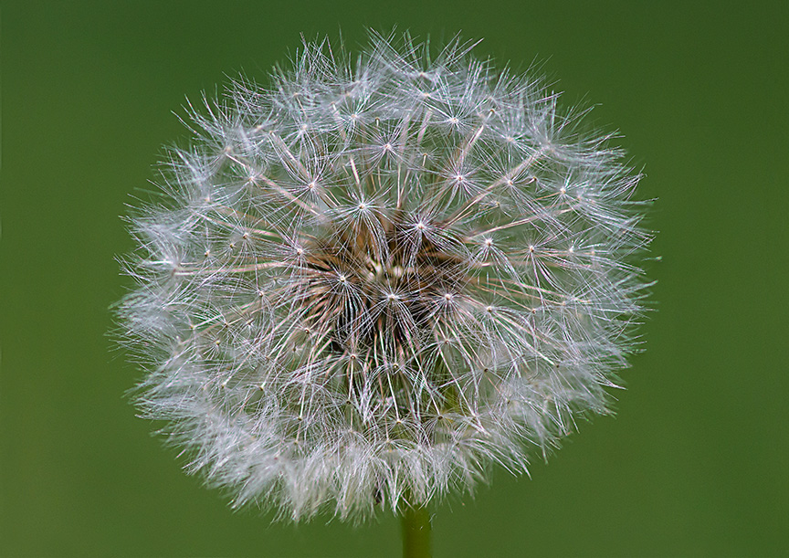 Dandelion_1310331 set