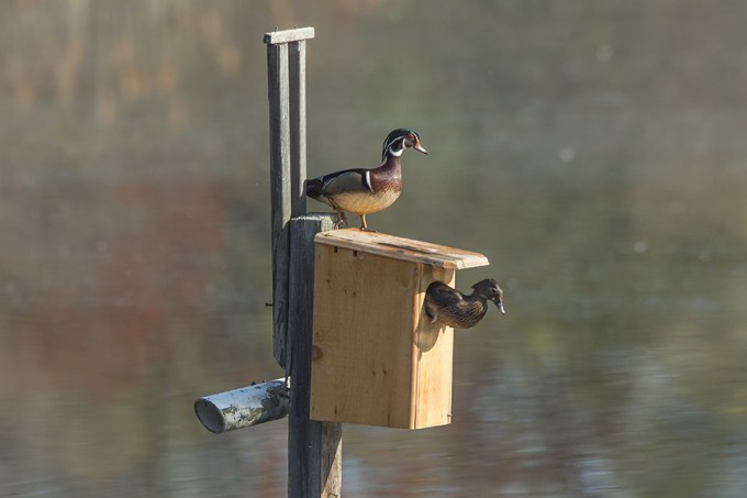 Duck Box exit v2 cf 2015_43G2048