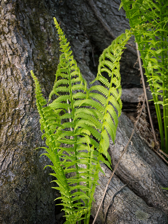 fern v1 McFaul 2015_1290927