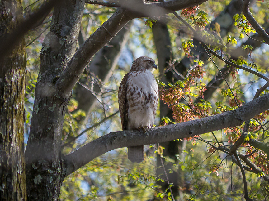 Hawk tree v2 McFaul 2015_1290870