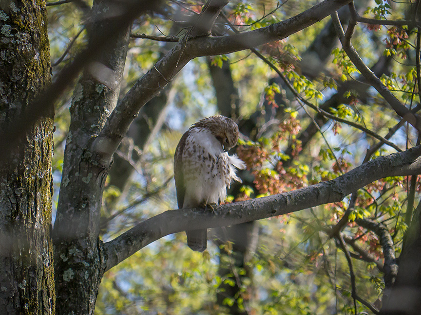 Hawk tree v2 McFaul 2015_1290883