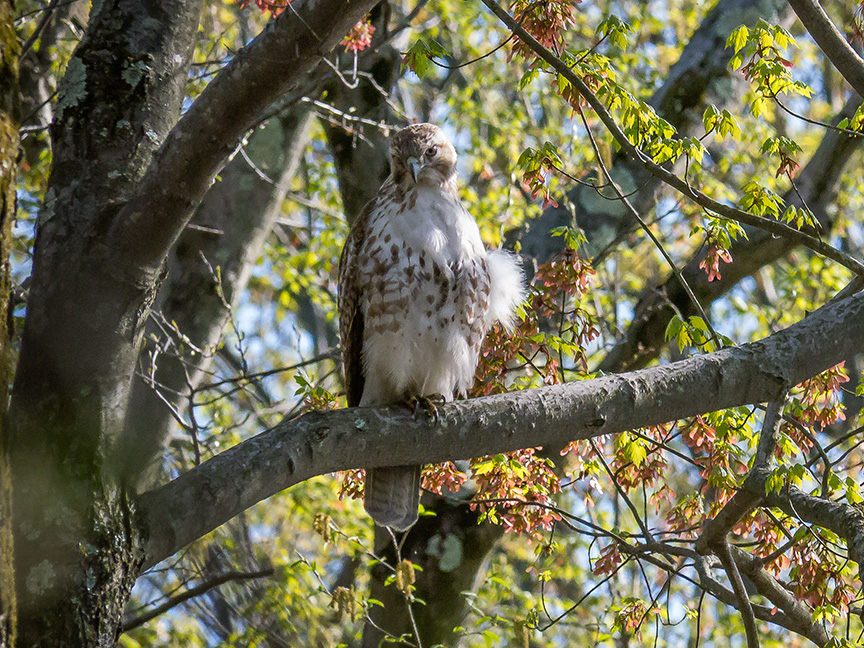 Hawk tree v2 McFaul 2015_1290906-2