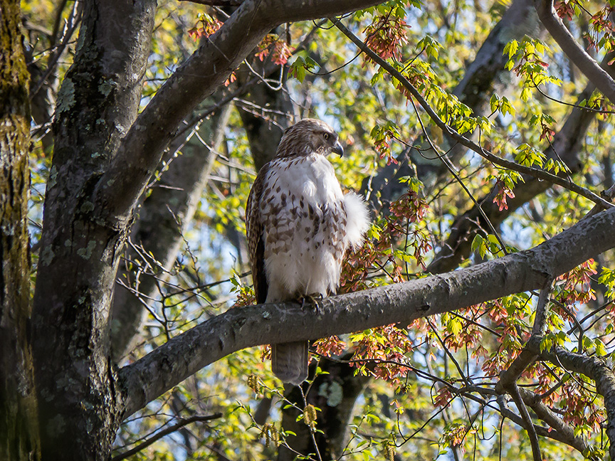 Hawk tree v2 McFaul 2015_1290912