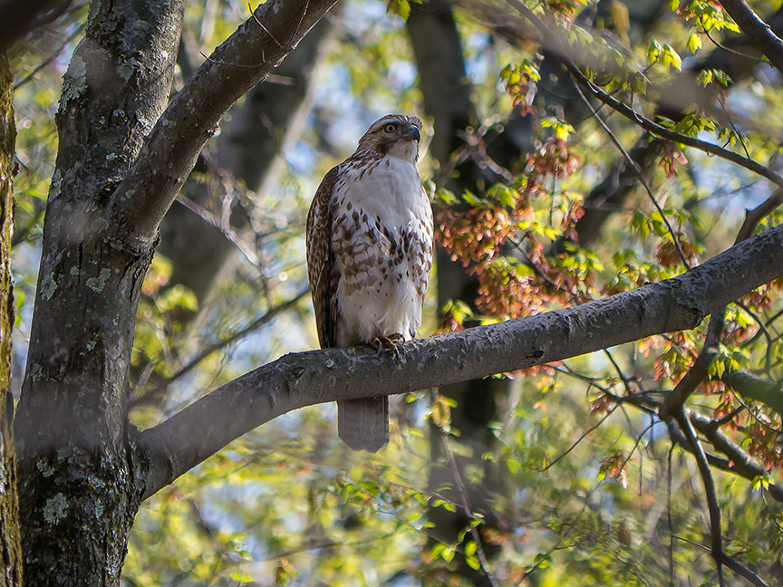 hawk v2  McFaul 2015_1290863