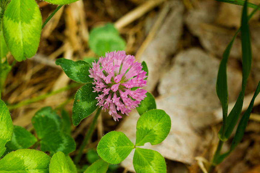 LWG Meadow Still Life full_43G3222
