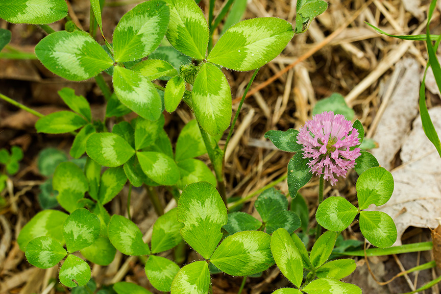 LWG Meadow Still Life_43G3221
