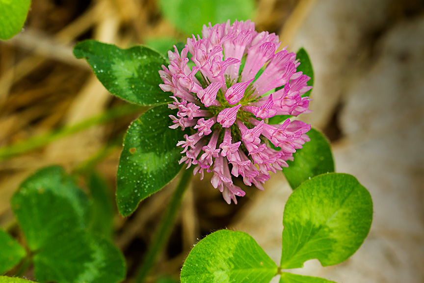 LWG Meadow Still Life_sm details v4 43G3222