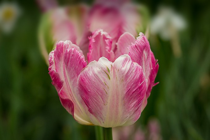 LWG tulip_v2 43G4372