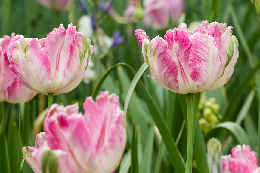 LWG Tulips v1_43G4351