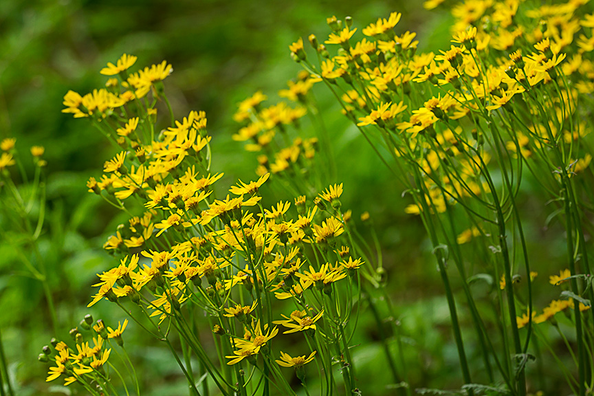 LWG yellow ragwort v1_43G2977