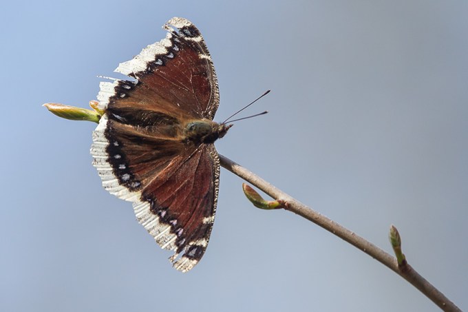 Mourning Cloak Butterfly v2__McFaul 2015 43G2728