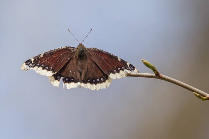 Mourning Cloak Butterfly v2__McFaul 2015__43G2716