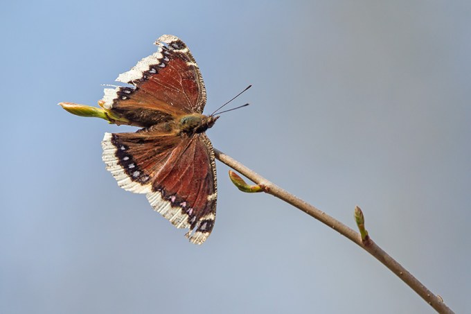 Mourning Cloak Butterfly v3__McFaul 2015__43G2739