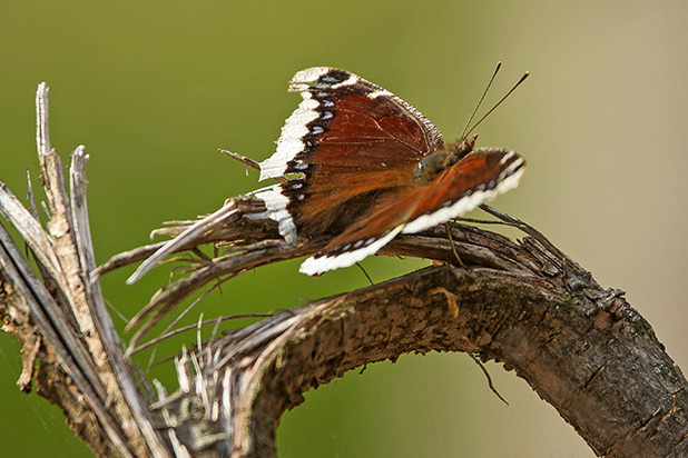 Mourning Cloak Butterfly v7__McFaul 2015__43G2677