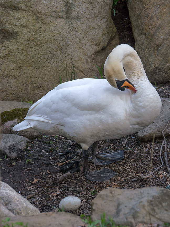 Mute Swam w egg v1 McFaul 2015 _1290579