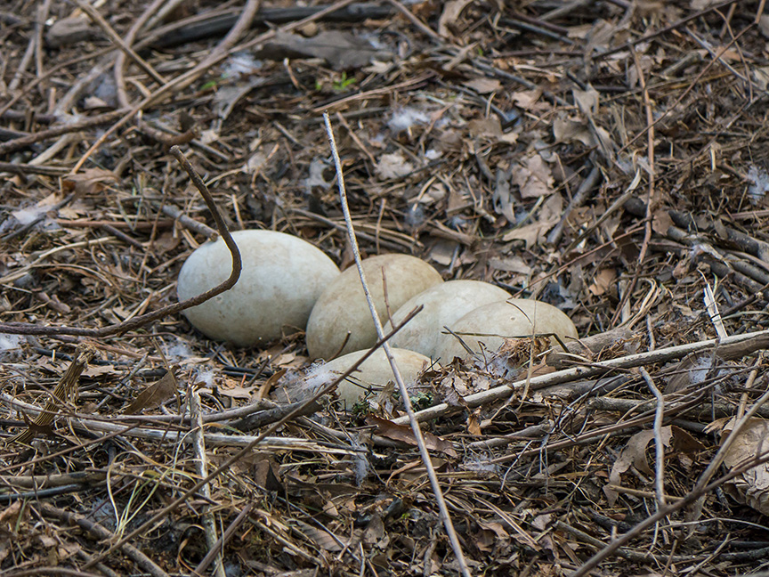 Mute Swan Nest Eggs v1_1290523