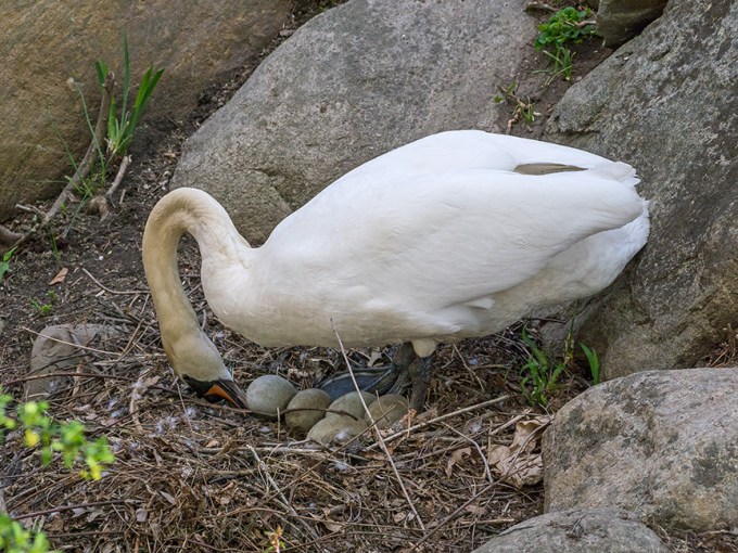 Mute Swan nest v1 McFaul 2015_1290622