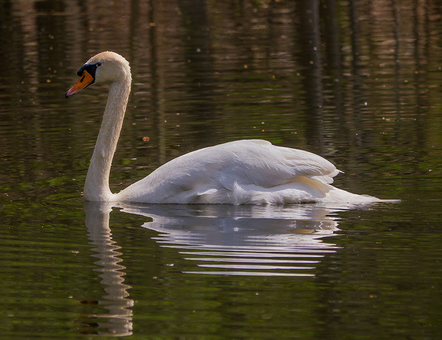 Mute Swan v1_McFaul_1290428