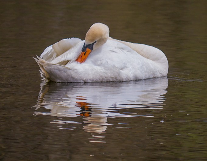 mute swan v2 McFaul 2015_1290408