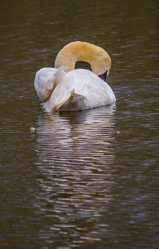 mute swan v3 McFaul 2015_1290402