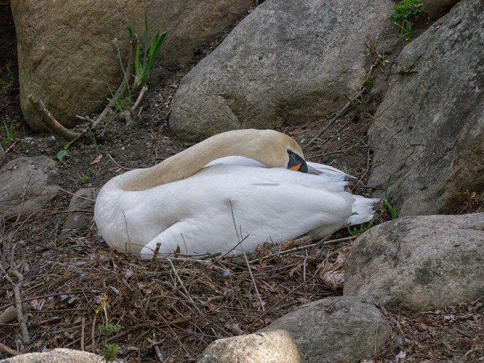 MuteSwan on Nest v1_1290648