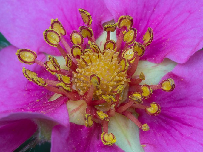 Strawberry Flower_v2 1320976