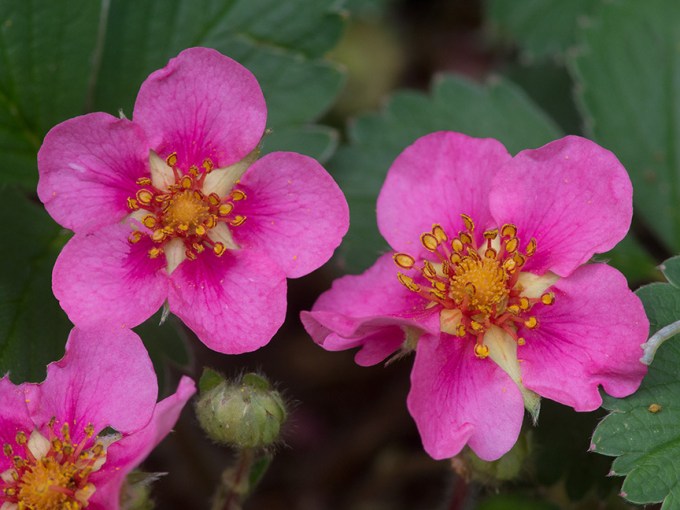 Strawberry Flowers_1320905