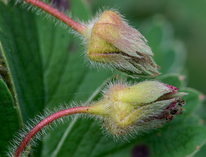 Strawberry stack_1320999