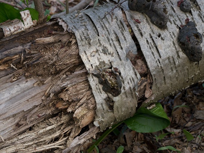 Tree Limb v1 McFaul 2015_1290958