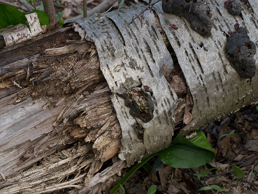 Tree Limb v1 McFaul 2015_1290958