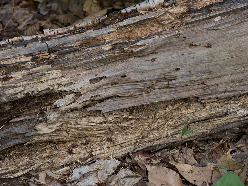 Tree Limb v1 McFaul 2015_1290959