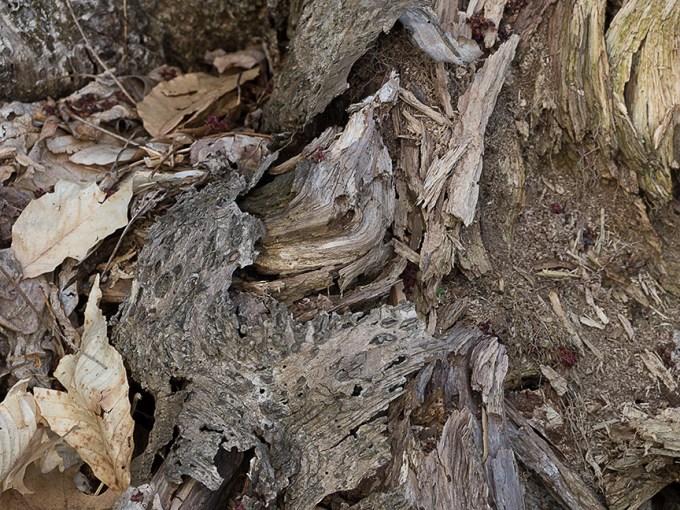 Tree Limb v1 McFaul 2015_1290960