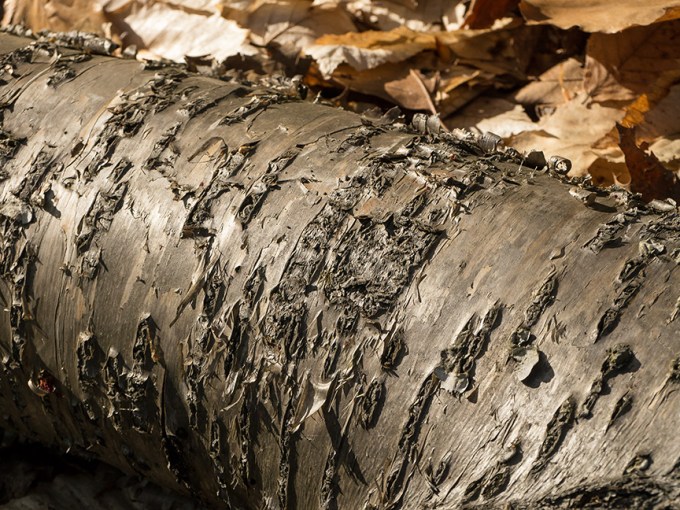 Tree Limb v1 McFaul 2015_1290972