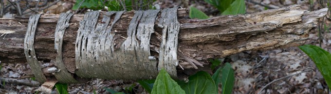 Tree Limb v3 pano McFaul 2015_1290951