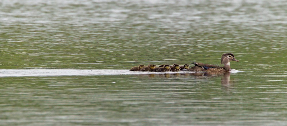 wood ducks cf 2015_v6 43G7005