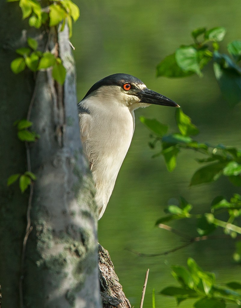 Black Crn Nt Her v2 cf_43G0590