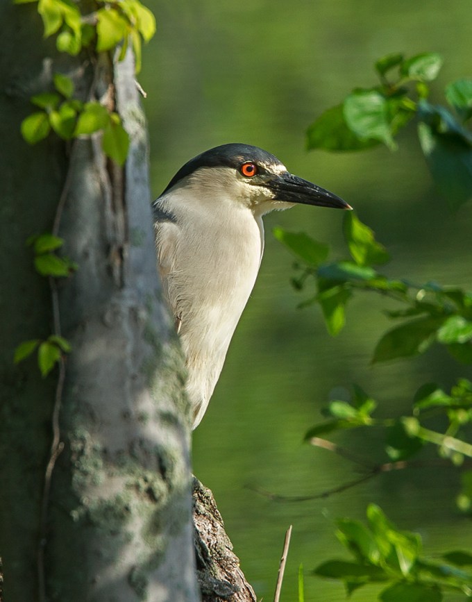 Black Crn Nt Her v2 cf_43G0590