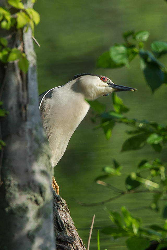 Black Crn Nt Her v2_43G0621