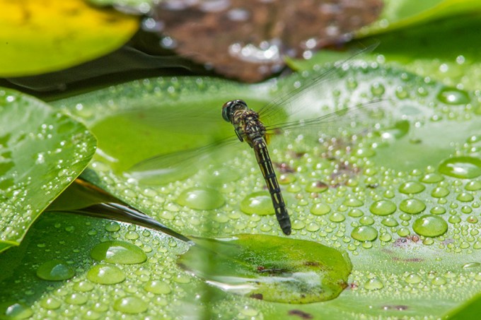 Blue Dasher female lay eggs v1_43G0376