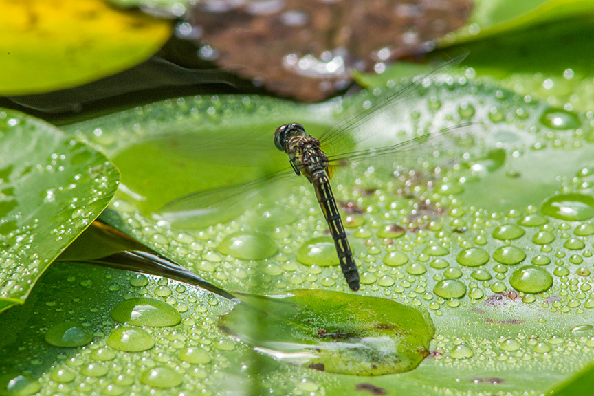 Blue Dasher female lay eggs v1_43G0376